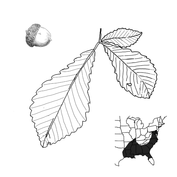 The leaf structure of the swamp chestnut oak, the long acorns with their caps, and a map of the US showing the growth pattern