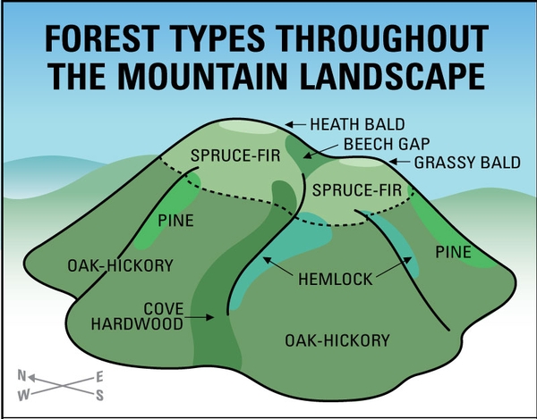Illustration of the types of forests that grow in different locations such as coves and slopes.
