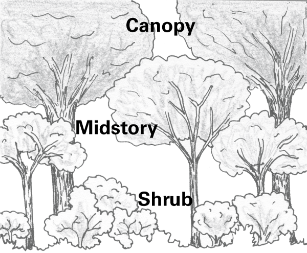 Low shrubs, mid-height midstory plants, and tall canopy trees.