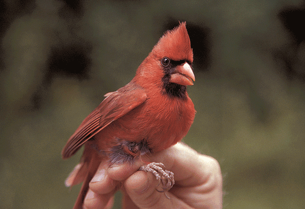 Red bird with orange beak, black face, and pointy tuft on head.