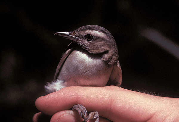 Brownish bird with white chest/face and dark markings around eye.