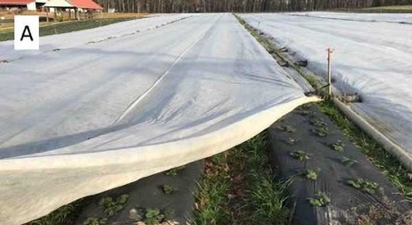 Plants protected by row covers.