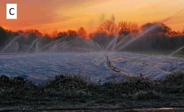Sprinklers running in a field with row covers.