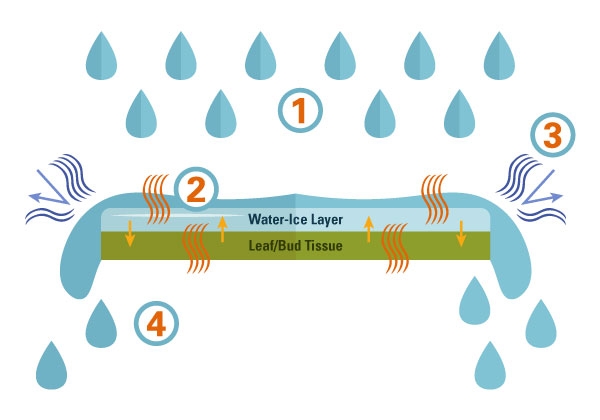 Illustration of water droplet size, coverage, and heat exchnage that allows ice to protect leaf tissue.