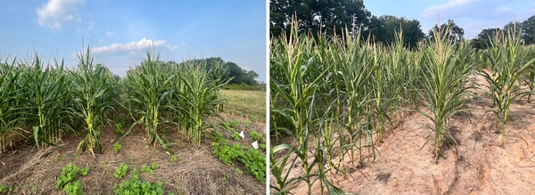 The no-till photo shows row of corn growing in soil covered by residue and the conventional disking photo shows corn growing in bare, dry soil.