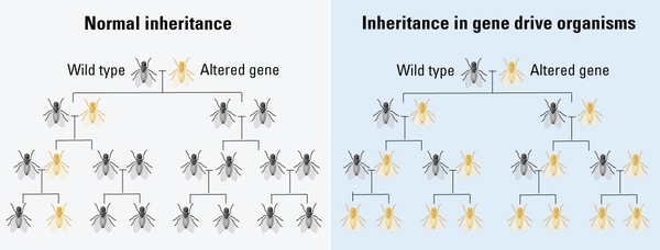 Inheritance in gene drive organisms results in complete inheritance by the fourth generation whereas normal inheritance results in far fewer.