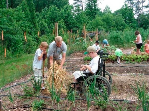 Several people working in a community garden. In the forefront is a person in a wheelchair helping two people spreading straw next to a bed of onions.