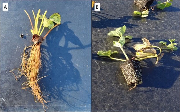 A: cutoff plant with long roots; B: plug plant with leaves and root plug.