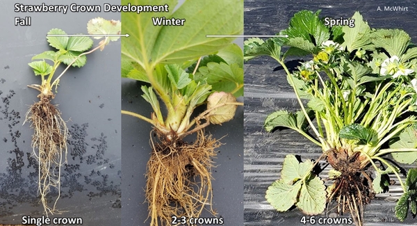 Left: small, single crown plant in fall with long roots; center: small plant with two to three crowns in winter; right: large plant with four to six crowns in spring.
