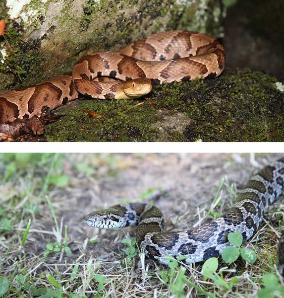 Copperhead with elliptical pupils, triangular head, and pits; eastern milk snake with round pupils.