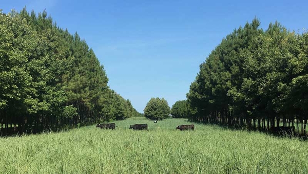 Black cattle cross a pasture from 1 row of trees to another. Temporary electric fence holds cattle in a specific part of the pasture.