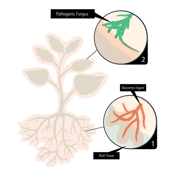 Biocontrol agent colonizes root tissue, induces defenses, and prevents infection.