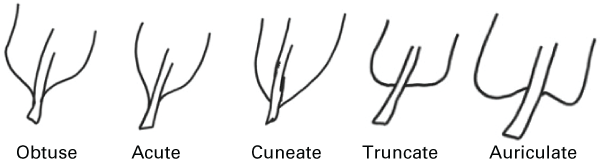 The five different types of a leaf's base: obtuse, acute, cuneate, truncate, auriculate.