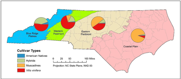 NC map showing cultivar type distribution in each of the state’s physiographic regions.