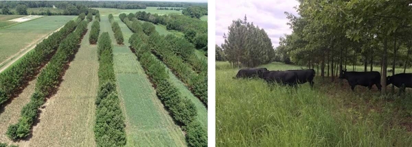 (L) Silvopasture consists of rows of trees with alleys planted to forages in between the tree rows. (R) Black cattle standing and grazing in the shade of trees in a silvopasture.