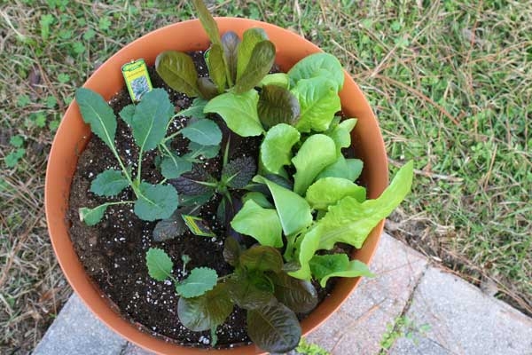 Closeup of seedlings of multicolored greens in a round, orange plastic pot.