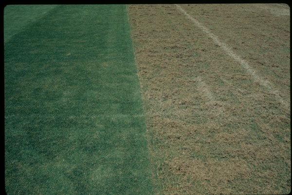 A section of an athletic field that has been vertically mowed.