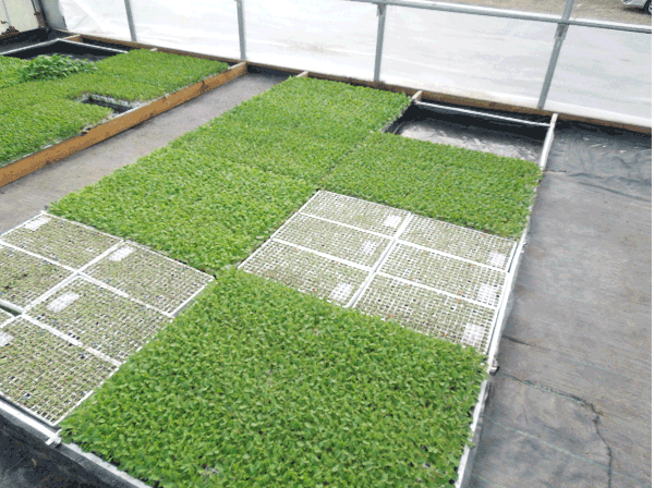 Flats of seedlings showing lush growth and little growth
