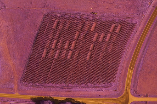 False color aerial image that shows different colors for corn and grass.