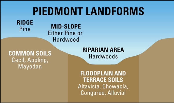 Cross section of piedmont landforms leading to a floodplain, soil types, and the types of tress that grow in these locations.