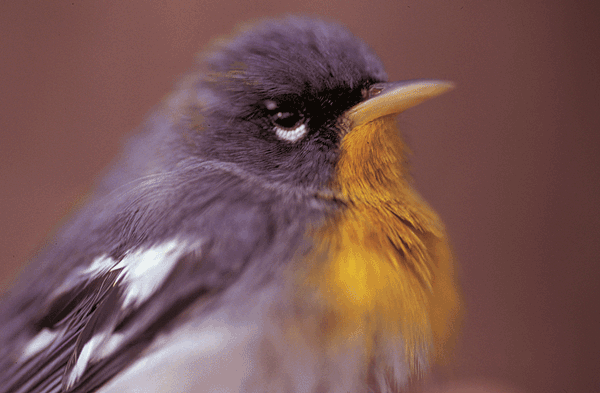 Gray bird with yellow chin and chest.