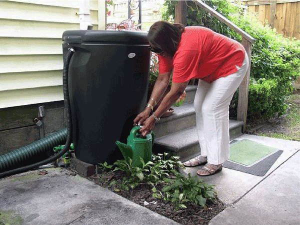 Person filling watering can at spout of rain barrel