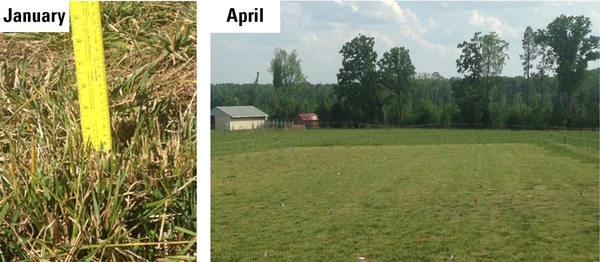 Grass plots in January and April defoliated to the height of emerging clovers.