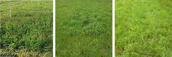 Plots of frost-seeded crimson and ball clover within grass, and tall fescue with no clover.