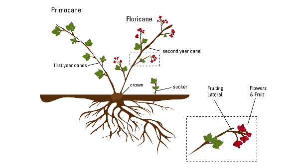 General growth cycle of floricans-fruiting caneberry plants with fruiting lateral inset
