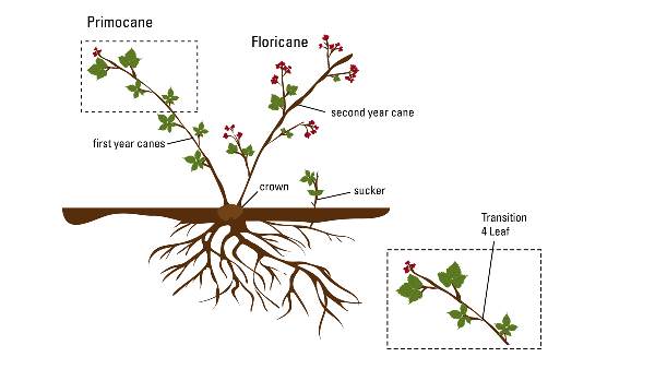 Illustration of the plant growth cycle with primocane inset showing leaf transition.