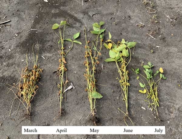 Five uprooted soybean plants planted in March, April, May, June, and July lying in a row to show differences in height.