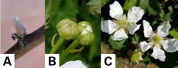 3 photos of the stages of a blackberry from dormant to bloom