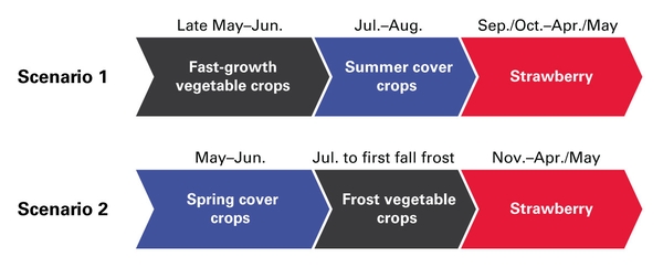 Plant vegetables in late May (1) or or spring cover crops in May (2), then summer cover (Jul–Aug; 1) or frost vegetable crops (Jul–frost; 2), and then strawberry.