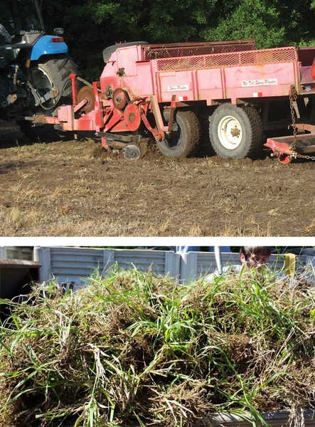 Sprigger hooked to the back of a tractor, at top. Pile of grass sprigs, at bottom.