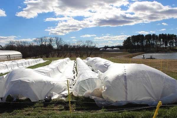 Rows of low tunnel structures, some covered by row covers and some with row covers blown off by wind.