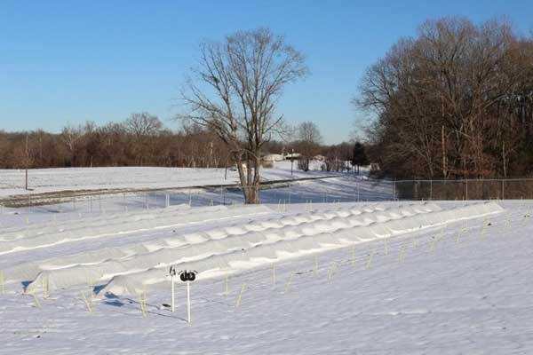 Rows of low tunnel structures that have not collapsed in a field covered in snow.