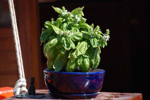 Single mature flowering basil plant in blue pot.