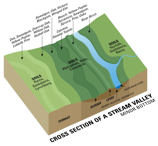 Cross section of Minor Bottom stream valley landforms and the types of trees that grow there.
