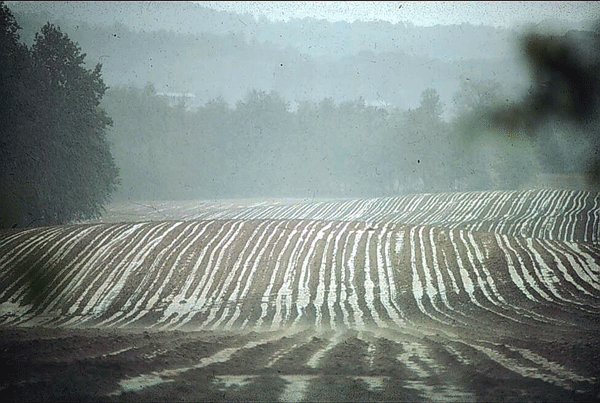 Soil and water running off planted field during heavy rain