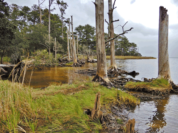 Example of a ghost forest caused by the effects of climate chang