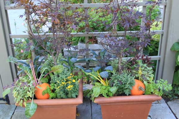 Two side-by-side square, orange plastic pots filled with various herbs and vegetables in contrasting colors.