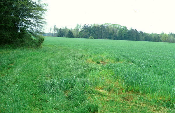 Green field of planted wheat