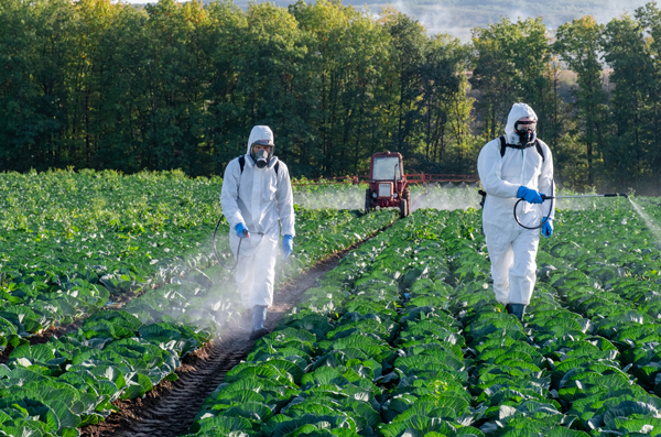 Two people dressed in personal protective equipment use backpack sprayers to spray row crops.