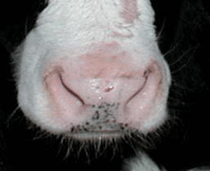 Calf nose exhibiting no discharge.
