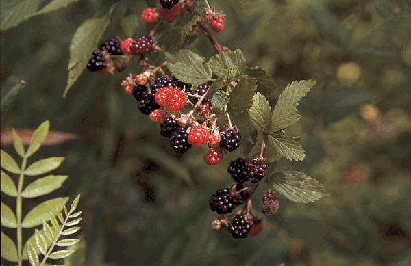 Clusters of red and black berries and green leaves.