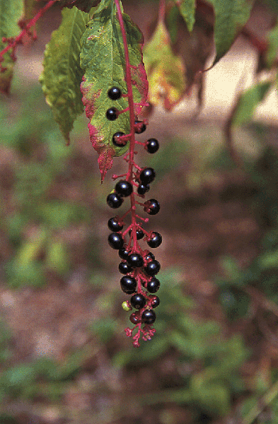 Linear cluster of black berries on a red stem.