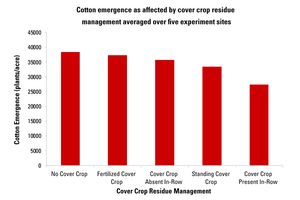 Cotton emergence slightly declines with different cover crop residue management practices, with fertilized cover crop showing the least decline from no cover crop.