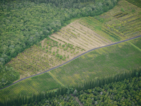 Aerial view of windbreaks protecting cropland.