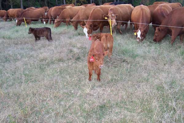 Cattle grazing behind electric fence. A few young cows are pictured in the foreground.