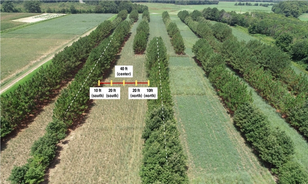 Aerial view showing rows of trees interspersed with forage grasses and forage sampling locations.
